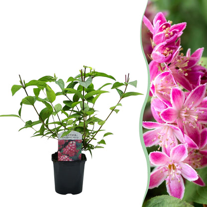Green boutiQ - Heesters -  Deutzia hybrida Strawbery Fields - Bloem Roze - 1 Plant - Bladverliezend - Weinig Onderhoud - Pot 17cm Hoogte 45cm