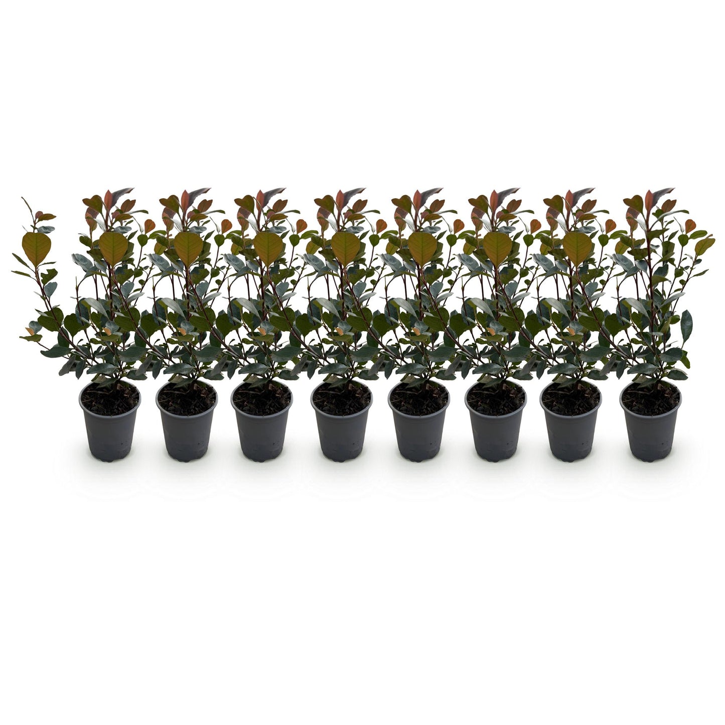 Green boutiQ - Haagplanten - Photinia Little Red Robin - Blad Rood - 8 Planten - 1 Strekkende Meter - Groenblijvend - Pot 9cm Hoogte 30-35cm