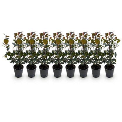 Green boutiQ - Haagplanten - Photinia Little Red Robin - Blad Rood - 8 Planten - 1 Strekkende Meter - Groenblijvend - Pot 9cm Hoogte 30-35cm