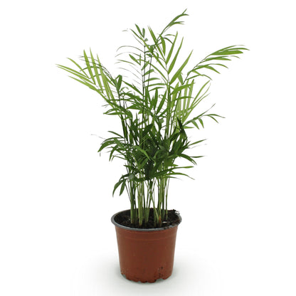 Green boutiQ - Kamerplant - Chamaedorea elegans - Goudpalm - Huisdiervriendelijke Plant - Groen - 1 Plant - Pot 12cm - Hoogte 15cm