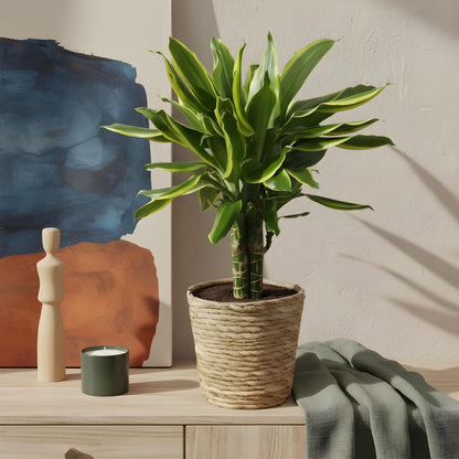 Green BoutiQ - Green is... Kamerplanten - Dracaena fragrans Golden Coast - Drakenbloedboom - Weinig onderhoud - Groen - 2 Planten - Pot 17cm - Hoogte 50-55cm