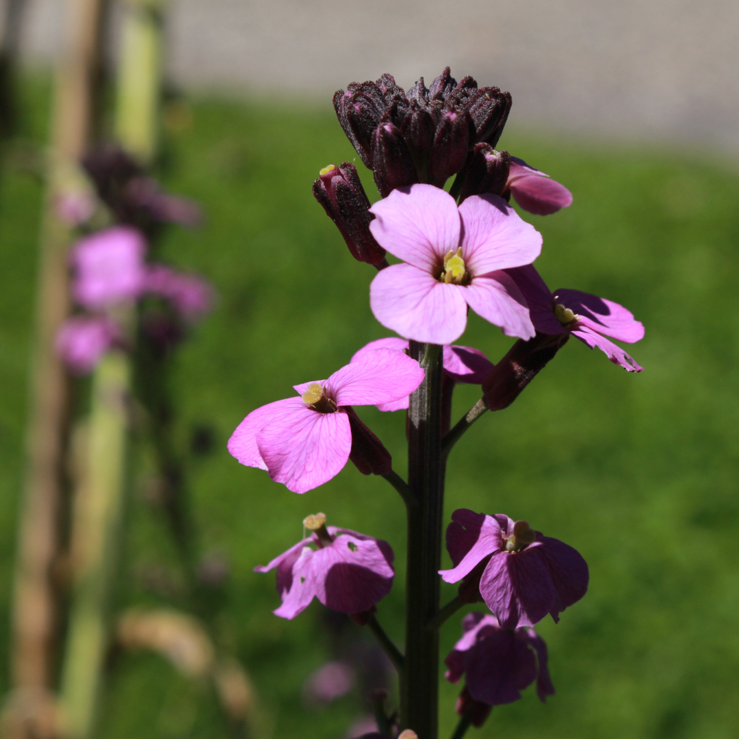 6x Erysimum 'Bowles' Mauve' - ↕10-25cm - Ø9cm