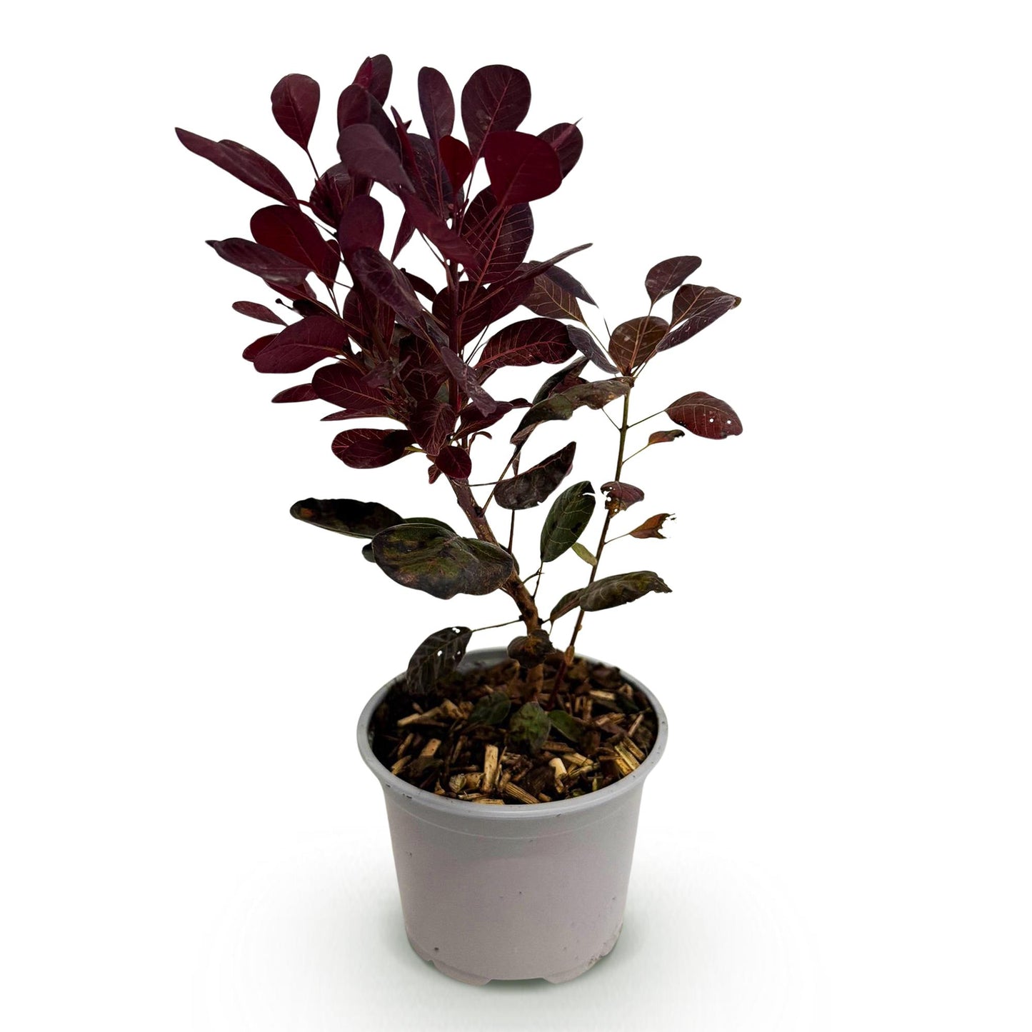 Green boutiQ - Tuinplant - Cotinus coggyria Lilla - Paars 1 Plant - Bladverliezend - Weinig Onderhoud - Pot 12cm Hoogte 35cm
