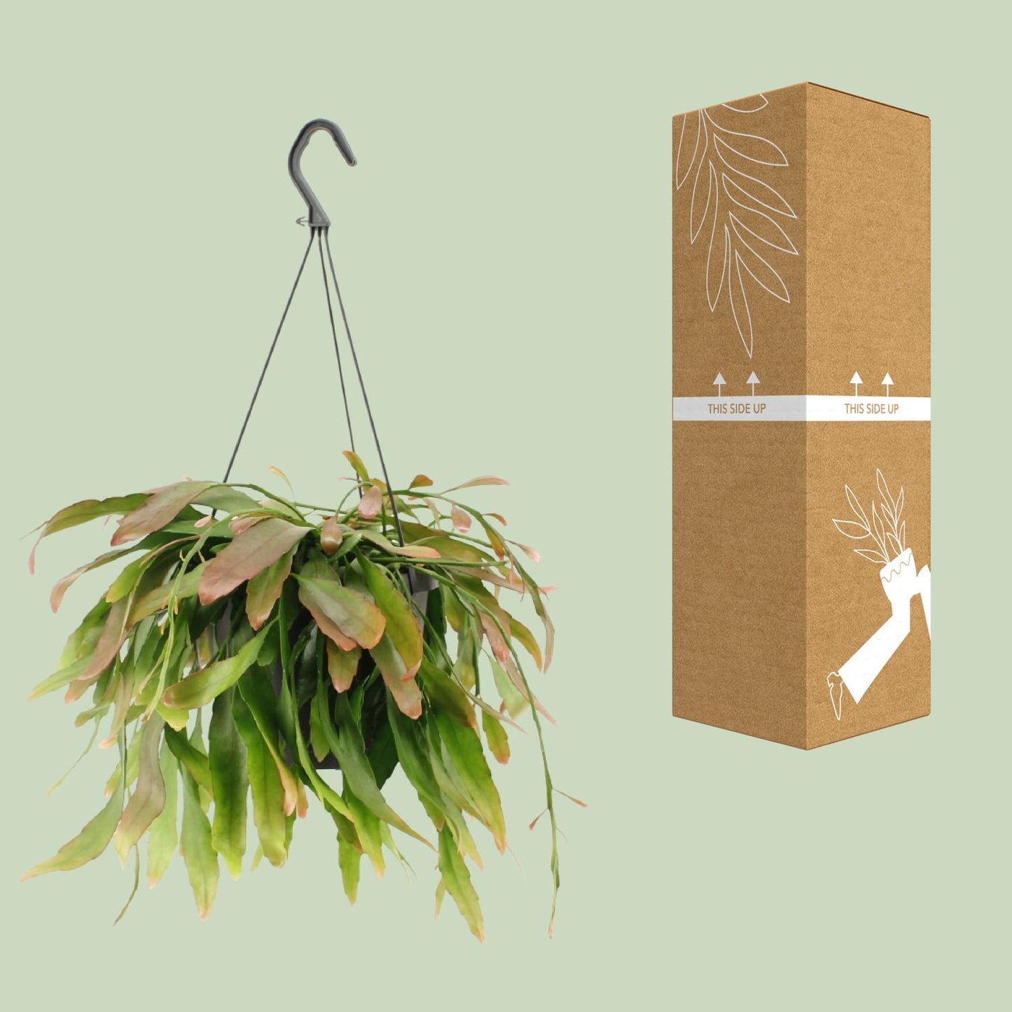 Rhipsalis Red Coral - Ø17cm - ↕25cm