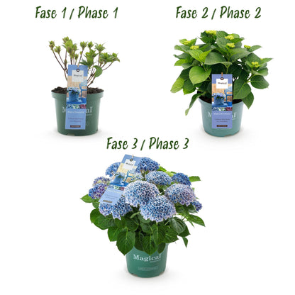 Green boutiQ - Terrasplant - Hortensia - Hydrangea Magical Revolution Blue - Blauw - 6-10 Bloemen - Pot 23cm Hoogte 55cm