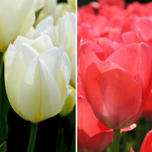 Flowerbulbs Amsterdam - Elly's Choice - 30 bloembollen - Maat 12+