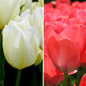 Flowerbulbs Amsterdam - Elly's Choice - 30 bloembollen - Maat 12+