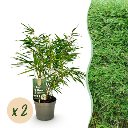 Green boutiQ - Bamboe - Fargesia rufa - Groen - 2 Planten - Bladhoudend - Niet Woekerend- Pot 17cm Hoogte 60cm