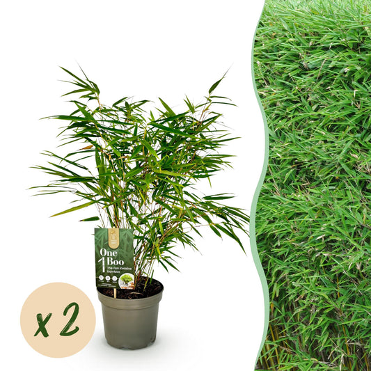 Green boutiQ - Bamboe - Fargesia rufa - Groen - 2 Planten - Bladhoudend - Niet Woekerend- Pot 17cm Hoogte 60cm