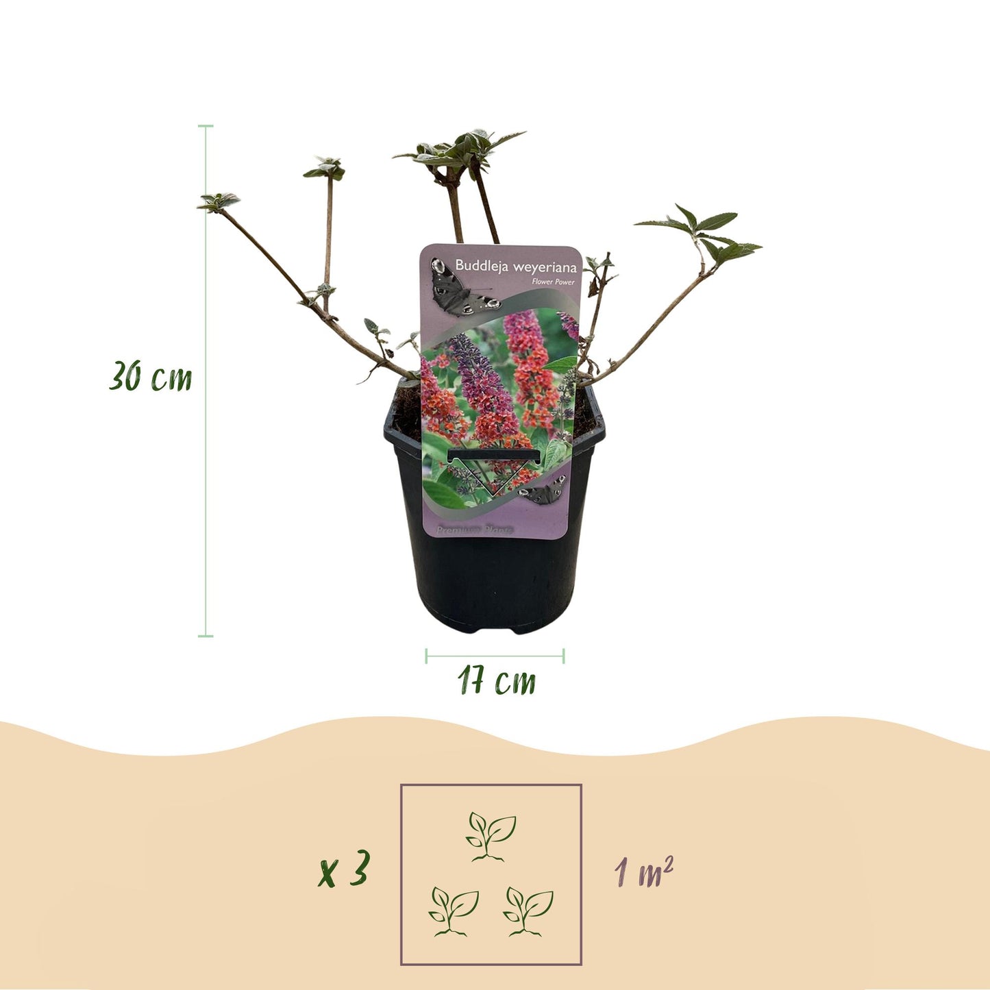 Green boutiQ - Vlinderstruik - Buddleja davidii Flower Power - Bloem Oranje Paars - 3 Planten - 1m2 - Bladverliezend - Vlinderlokkend -  Pot 17cm Hoogte 30cm