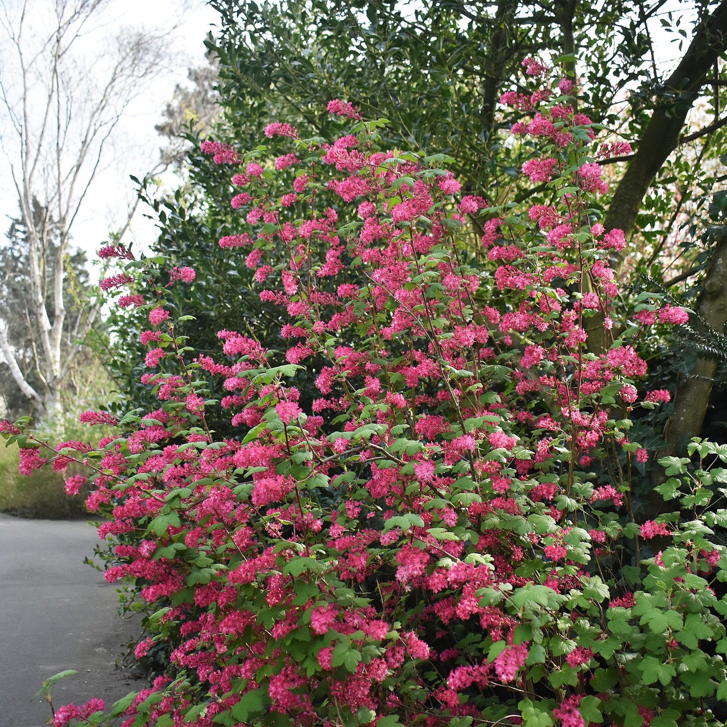 Green boutiQ - Heesters -  Ribes sanguineum Kind Edward - Bloem Rood - 1 Plant - Bladverliezend - Weinig Onderhoud - Pot 17cm Hoogte 45cm