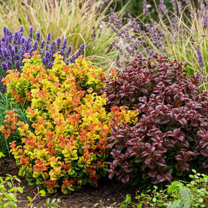 Green boutiQ - Tuinplant - Leucothoe Curly Duo - Geel & Rood - 2 Planten - Groenblijvend - Weinig Onderhoud - Pot 17cm Hoogte 40cm