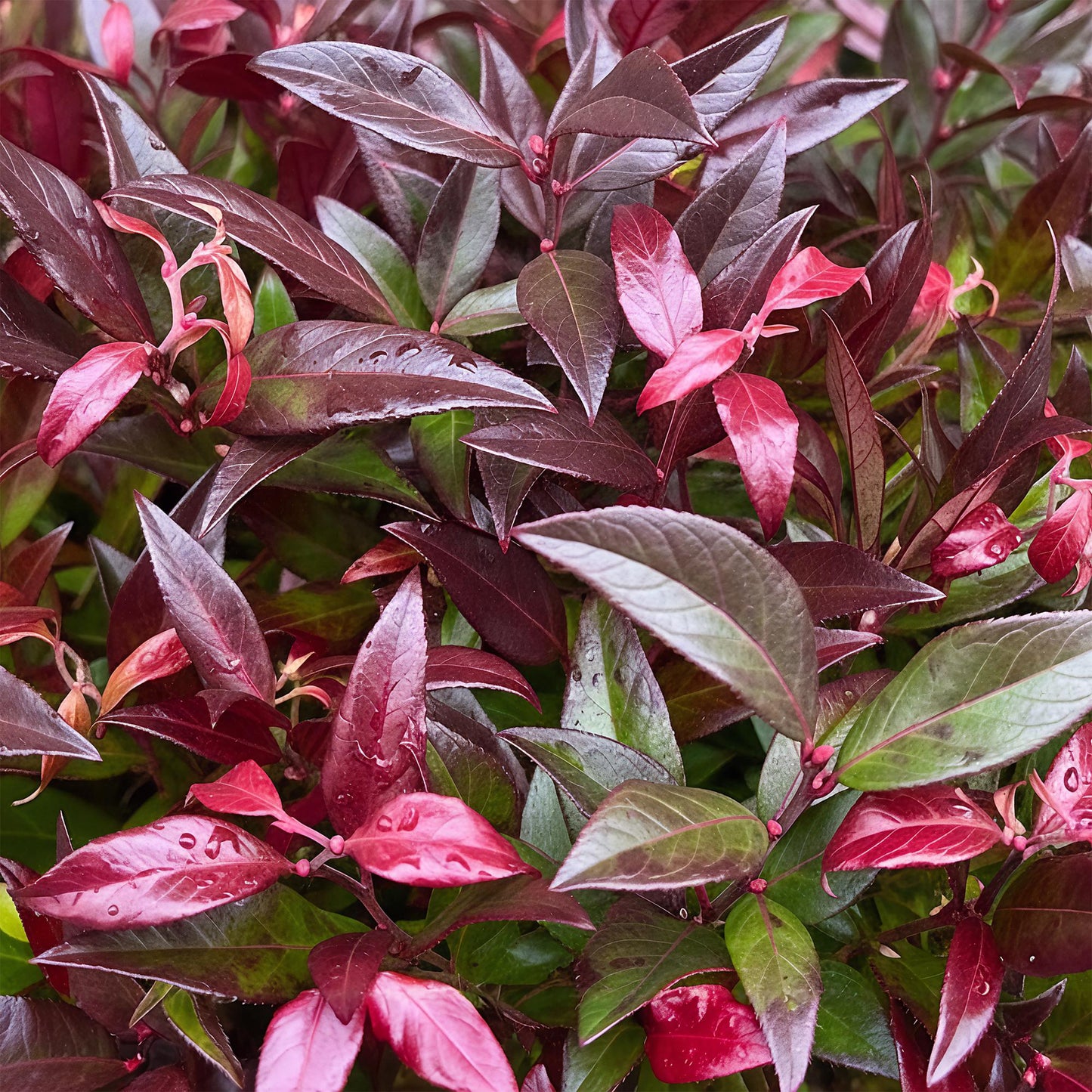 Green boutiQ - Tuinplant - Leucothoe Zeblid - Rood - 2 Planten - Groenblijvend - Weinig Onderhoud - Pot 17cm Hoogte 45cm