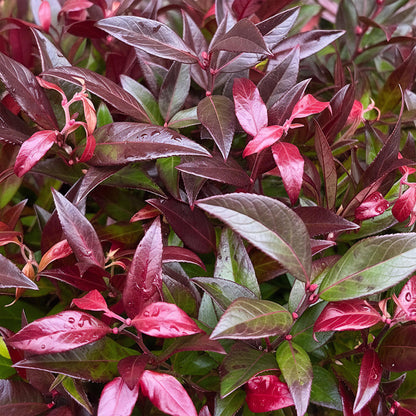 Green boutiQ - Tuinplant - Leucothoe Zeblid - Rood - 2 Planten - Groenblijvend - Weinig Onderhoud - Pot 17cm Hoogte 45cm