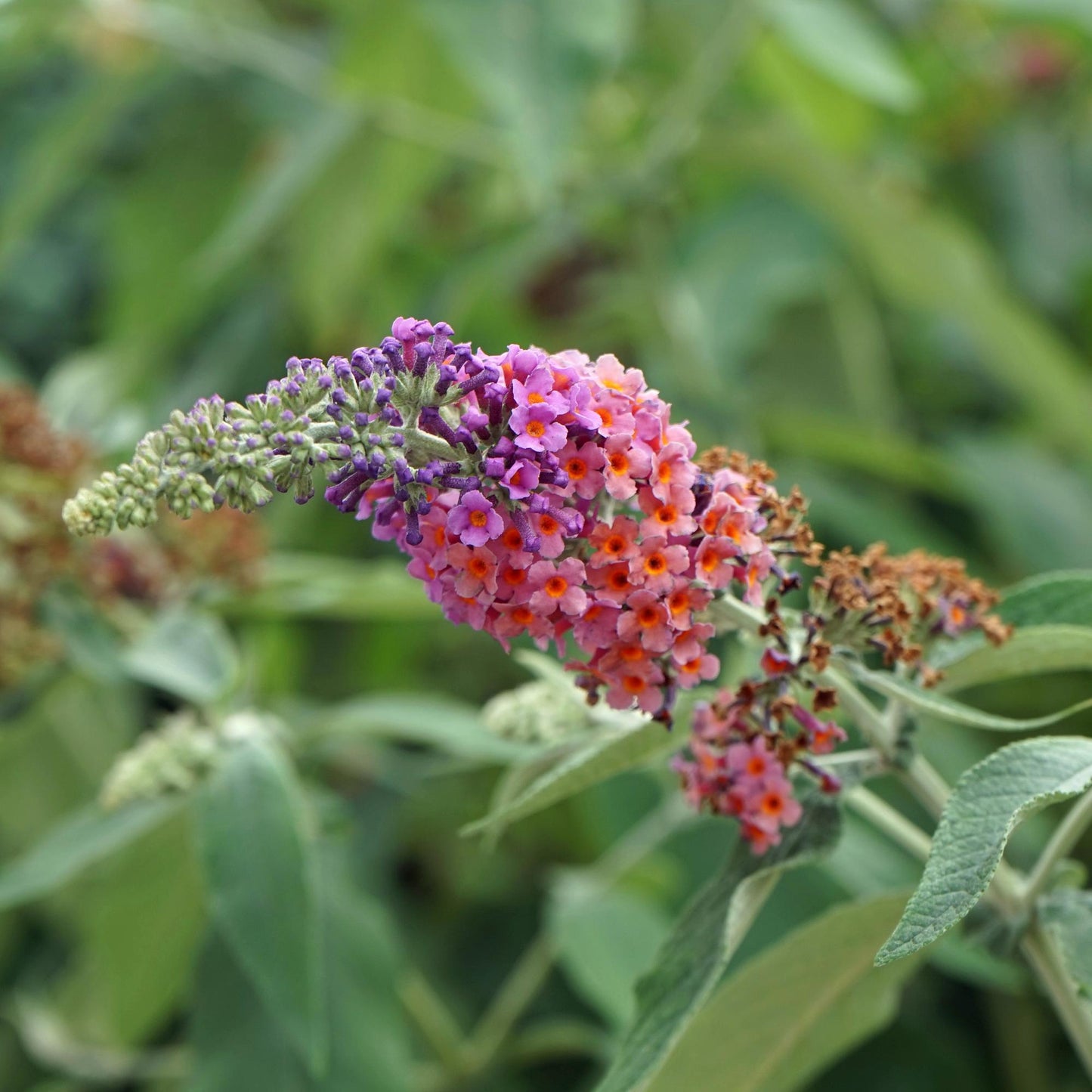 Green boutiQ - Vlinderstruik - Buddleja davidii Flower Power - Bloem Oranje Paars - 3 Planten - 1m2 - Bladverliezend - Vlinderlokkend -  Pot 17cm Hoogte 30cm