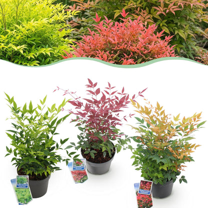 Green boutiQ - Tuinplant - Nandina Tricolour - Geel & Rood & Oranje - 3 Planten - Groenblijvend - Weinig Onderhoud - Pot 17cm Hoogte 45cm