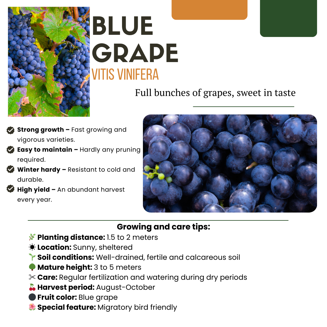 3 x Biologische Druivenplanten - Ø 13 cm - ↨ 20 cm