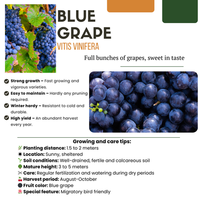 3 x Biologische Druivenplanten - Ø 13 cm - ↨ 20 cm