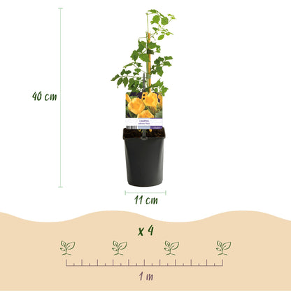 Green boutiQ - Trompetbloem - Campsis radicans Flave - Bloem Geel - Weinig onderhoud - 2 planten - Pot 11cm Hoogte 40cm
