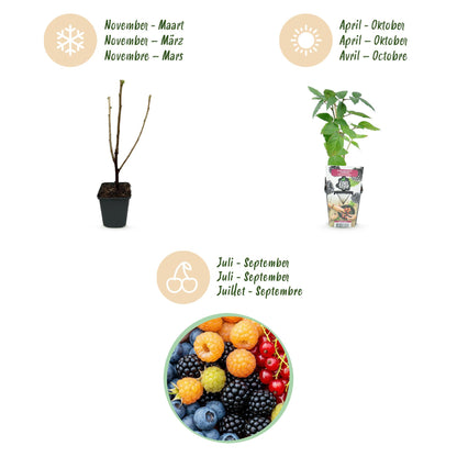 Green boutiQ - Fruitplanten - Rainbow - Rode Bes - Gele Framboos - Zwarte Braam - Blauwe Bes - Winterhard - 8 Planten - Pot  9cm