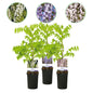 Green boutiQ - Blauwe regen - Wisteria floribunda Tricolour - Bloemen Blauw Roze Wit  - 3 planten - Pot 11cm Hoogte 40cm
