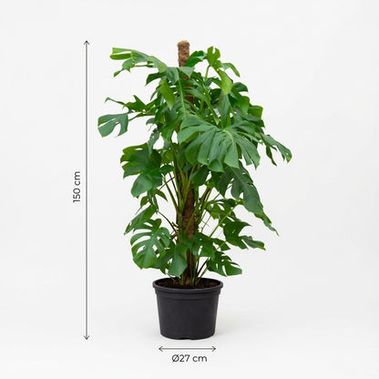 Monstera Deliciosa XXL - 145cm - ⌀27