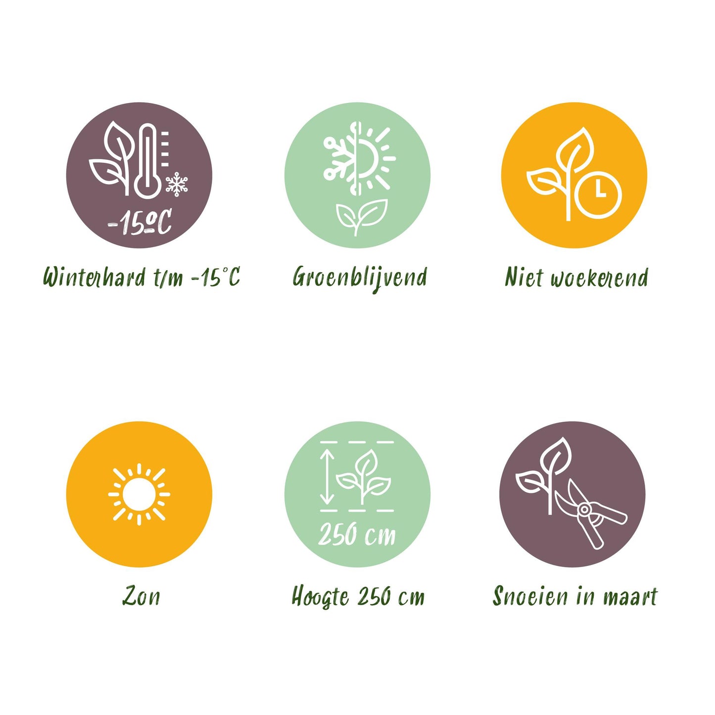 Green boutiQ - Plant op Stam- Eucalyptus gunni Azure - Terras Plant - Bladhoudend - Winterhard- Grijs Blad - Pot 19cm Hoogte 90cm