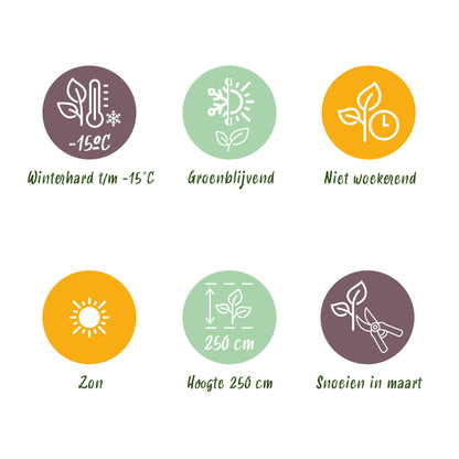 Green boutiQ - Plant op Stam- Eucalyptus gunni Azure - Terras Plant - Bladhoudend - Winterhard- Grijs Blad - Pot 19cm Hoogte 90cm