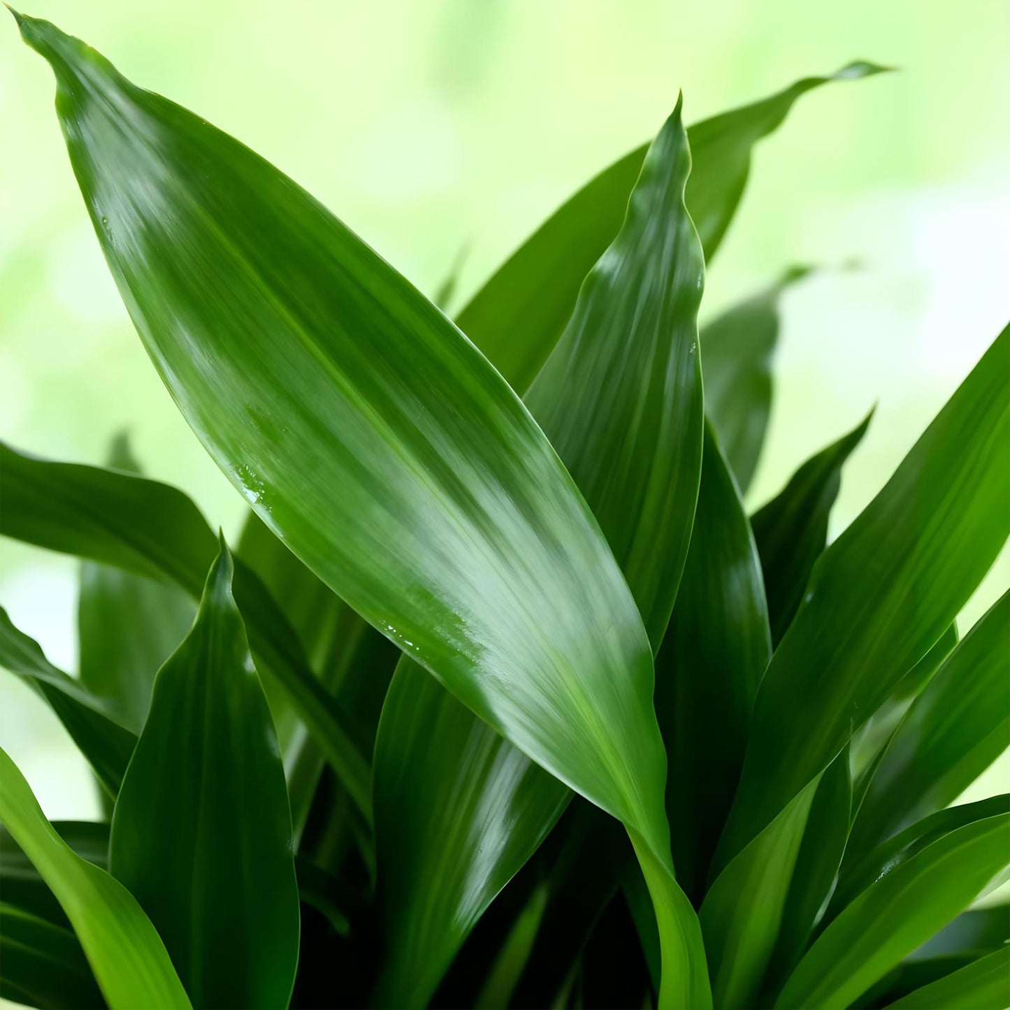 Green BoutiQ - Green is... Kamerplanten - Dracaena fragrans Steudneri - Drakenbloedboom - Weinig onderhoud - Groen - 2 Planten - Pot 17cm - Hoogte 50-55cm