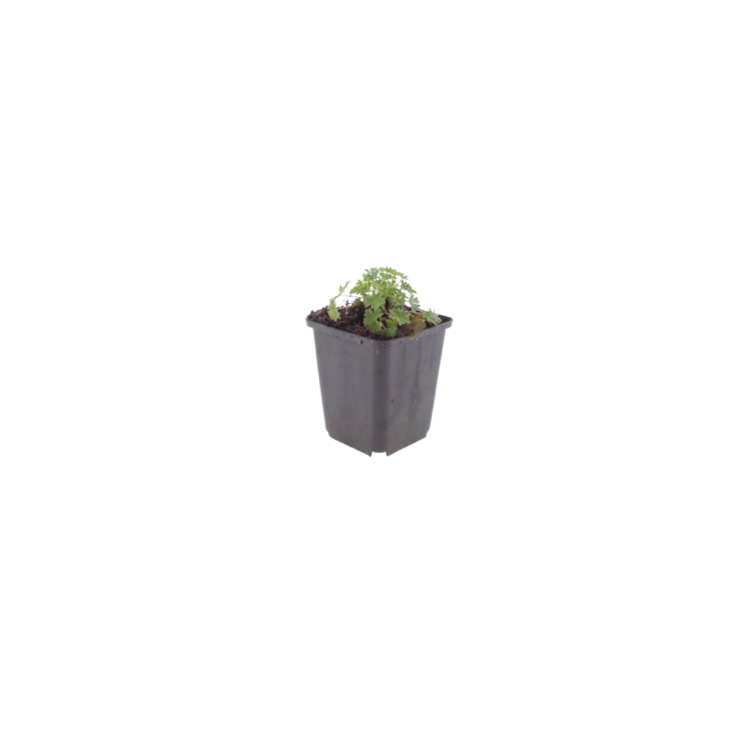 6x Geranium cin. 'Ballerina' - ↕10-25cm - Ø9cm