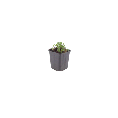 6x Geranium cin. 'Ballerina' - ↕10-25cm - Ø9cm