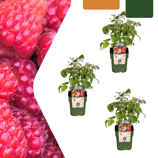 3 x biologische frambozenplanten - Ø 13 cm - ↨ 20 cm