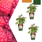3 x biologische frambozenplanten - Ø 13 cm - ↨ 20 cm