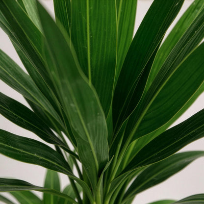 Green boutiQ - Kamerplant - Yucca elephantipes - Yucca - Weinig onderhoud - Groen - 2 - Pot 21cm - Hoogte 100cm