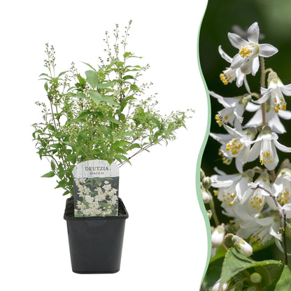 Green boutiQ - Heesters -  Deutzia Gracilis - Bloem Wit - 1 Plant - Bladverliezend - Weinig Onderhoud - Pot 17cm Hoogte 45cm
