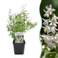 Green boutiQ - Heesters -  Deutzia Gracilis - Bloem Wit - 1 Plant - Bladverliezend - Weinig Onderhoud - Pot 17cm Hoogte 45cm