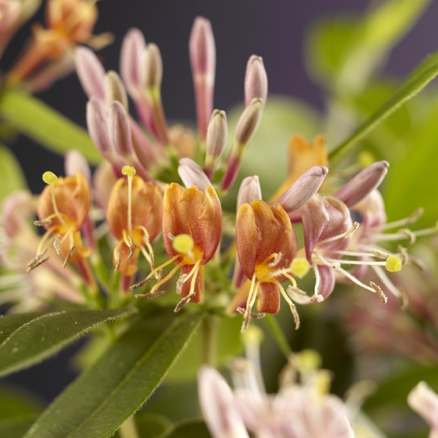 Green boutiQ - Kamperfoelie - Lonicera henryi - Bloem Roze - Weinig onderhoud - 2 planten - Pot 11cm Hoogte 40cm