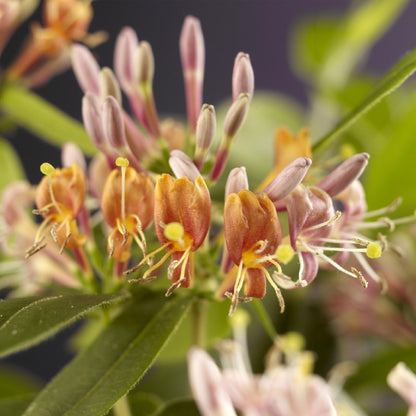 Green boutiQ - Kamperfoelie - Lonicera henryi - Bloem Roze - Weinig onderhoud - 2 planten - Pot 11cm Hoogte 40cm