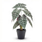 Alocasia bush in pot 40 cm - Kunstplant - Artificial plant