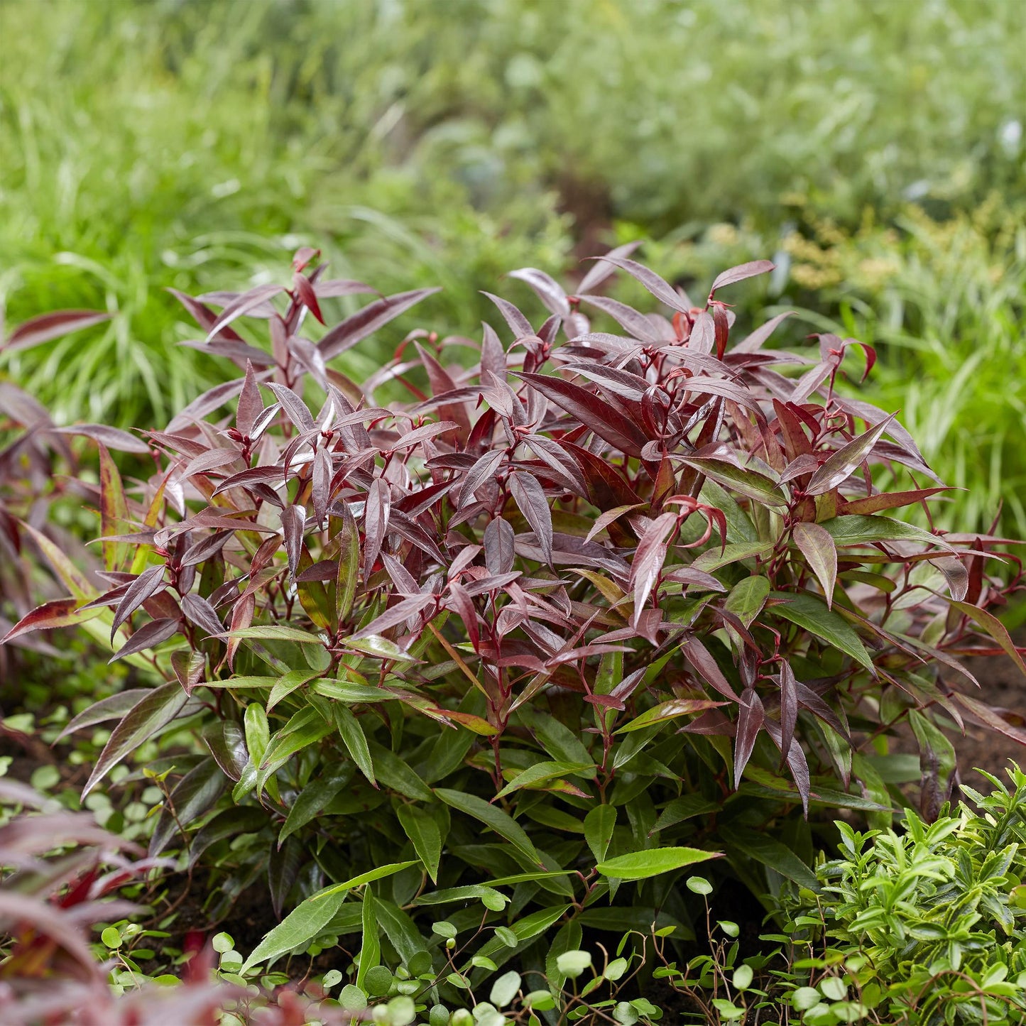 Green boutiQ - Tuinplant - Leucothoe Burning Love - Rood - 2 Planten - Groenblijvend - Weinig Onderhoud - Pot 17cm Hoogte 45cm