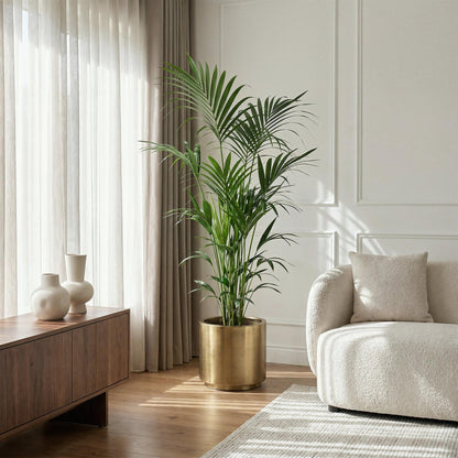 Green boutiQ - Kamerplant - Howea Forsteriana - Kentia Palm - Weinig Onderhoud - Groen - 1 plant - Pot 27cm - Hoogte 160-170cm