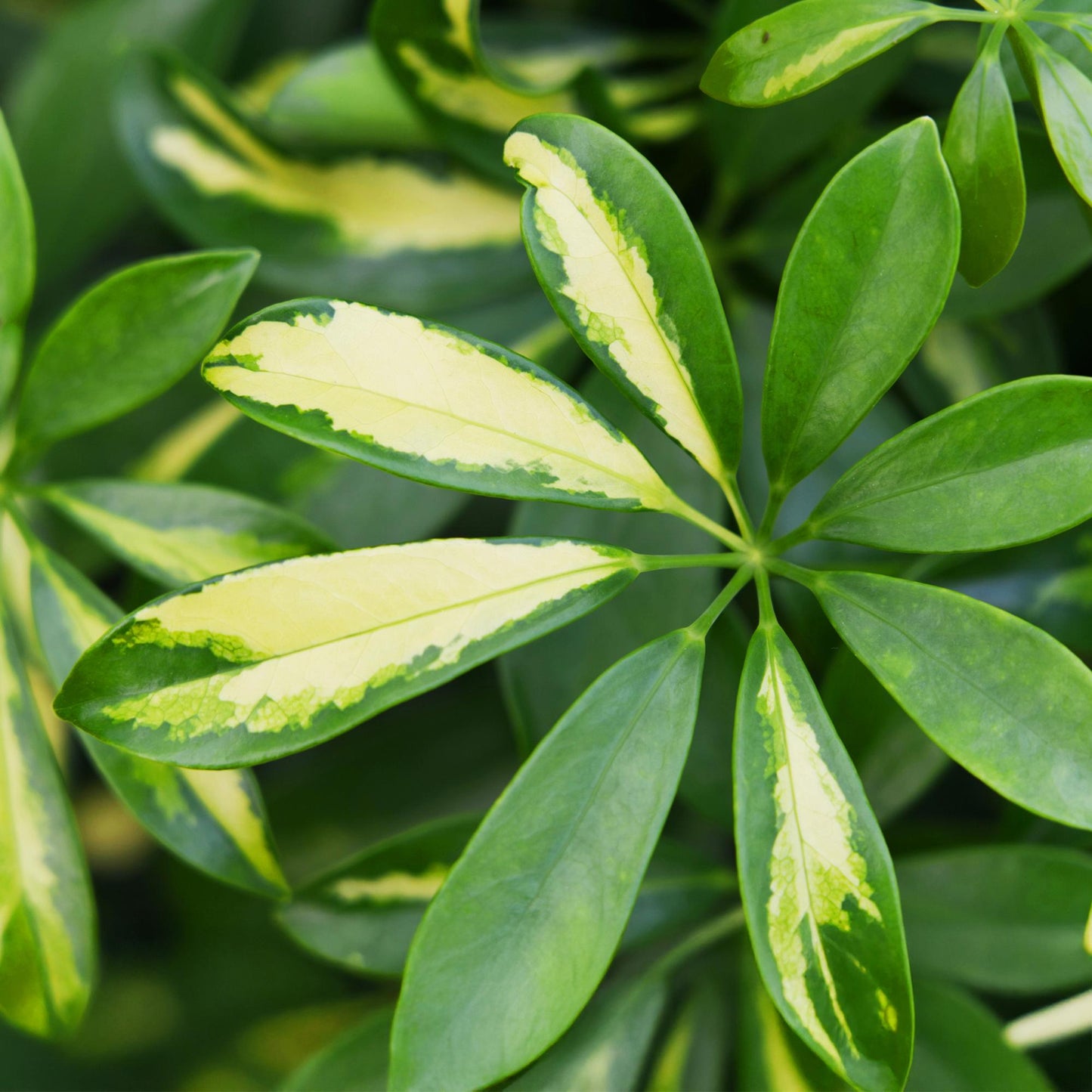 Green boutiQ - Green is… Kamerplanten - Schefflera Gold Capelle - Vingerboom - Weinig onderhoud - met mand - Groen - goud - 1 Plant - Pot 21cm - Hoogte 70-81cm
