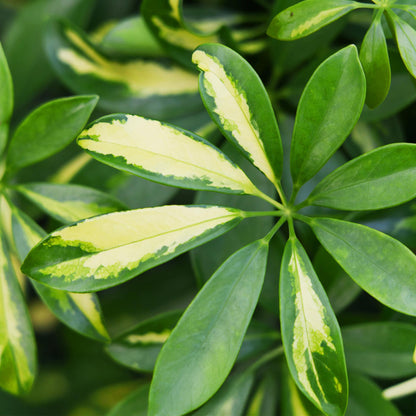 Green boutiQ - Green is… Kamerplanten - Schefflera Gold Capelle - Vingerboom - Weinig onderhoud - met mand - Groen - goud - 1 Plant - Pot 21cm - Hoogte 70-81cm