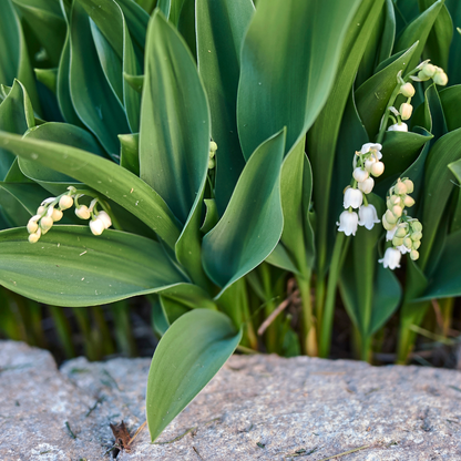 6x Convallaria majalis - ↕10-25cm - Ø9cm
