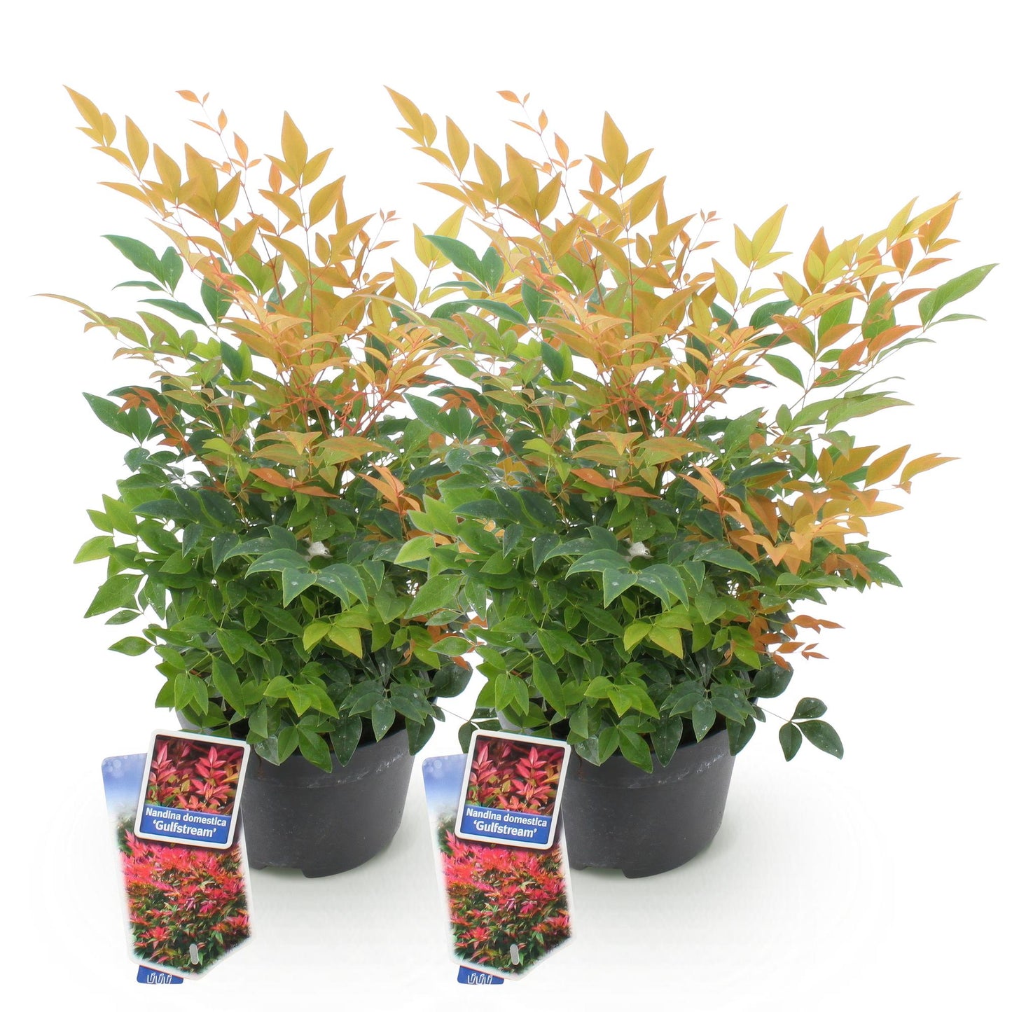 Green boutiQ - Tuinplant - Nandina Gulfstream - Oranje - 2 Planten - Groenblijvend - Weinig Onderhoud - Pot 17cm Hoogte 45cm