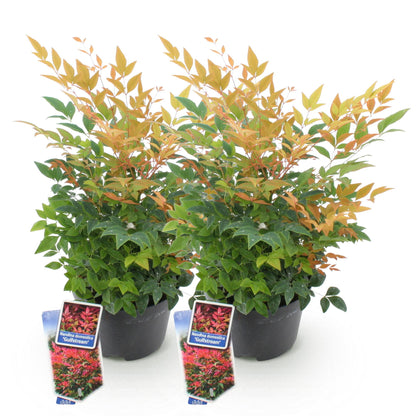 Green boutiQ - Tuinplant - Nandina Gulfstream - Oranje - 2 Planten - Groenblijvend - Weinig Onderhoud - Pot 17cm Hoogte 45cm