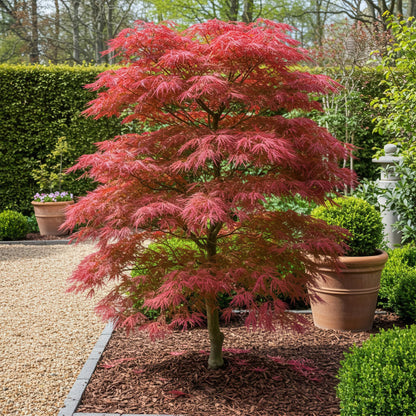 Green boutiQ - Tuinplant - Acer palmatum Seiryu - Groen 3 Planten - Bladverliezend - Weinig Onderhoud  - Pot 12cm Hoogte 35cm