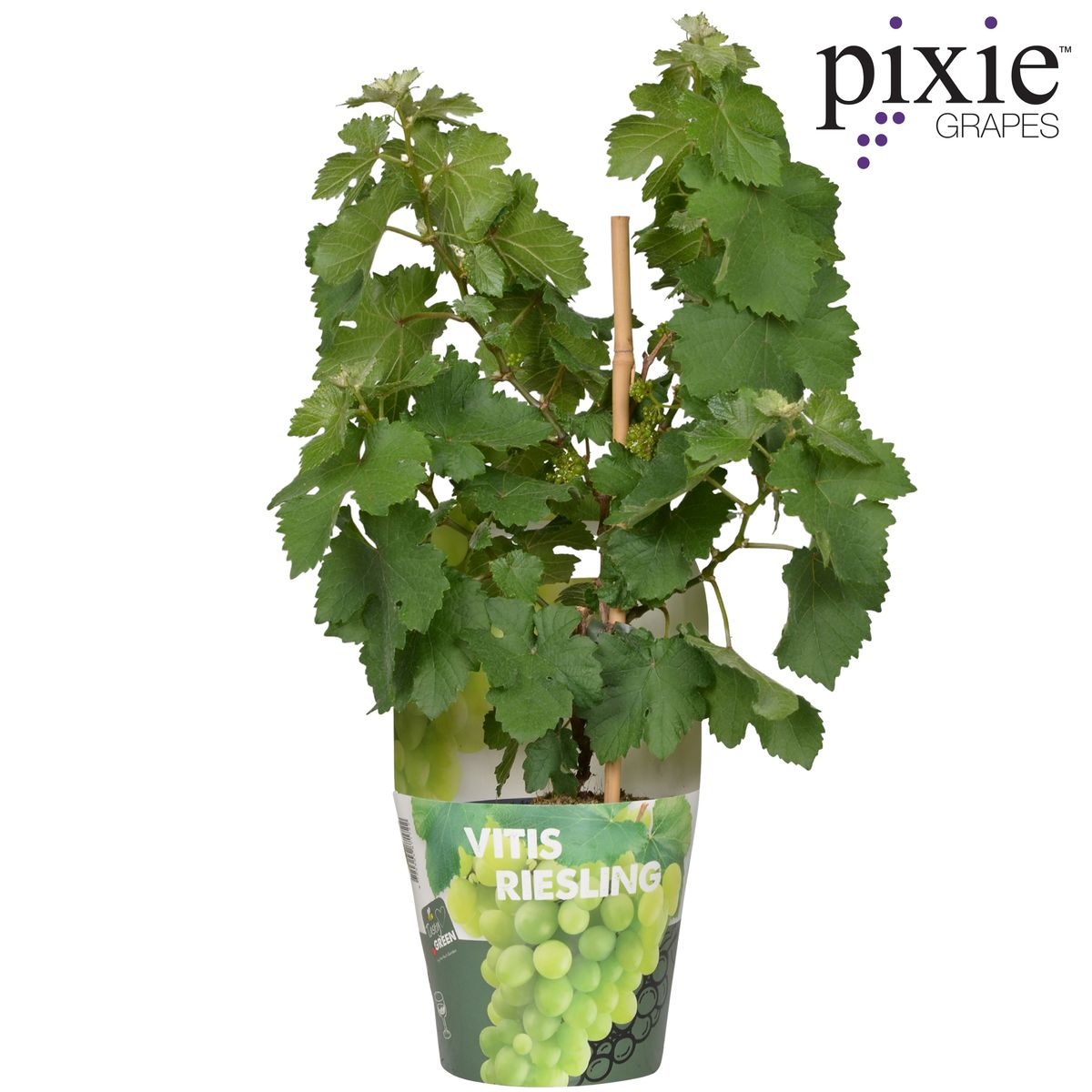 Vitis Pixie Riesling - Witte wijndruif - Ø14cm - ↕30cm - Ø14 - ↨30cm