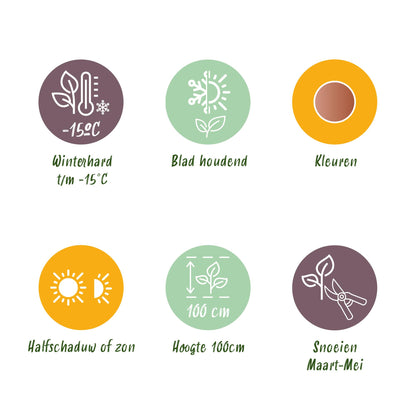 Green boutiQ - Tuinplant - Nandina Twilight - Bont & Roze - 1 Plant - Groenblijvend - Weinig Onderhoud - Pot 17cm Hoogte 45cm