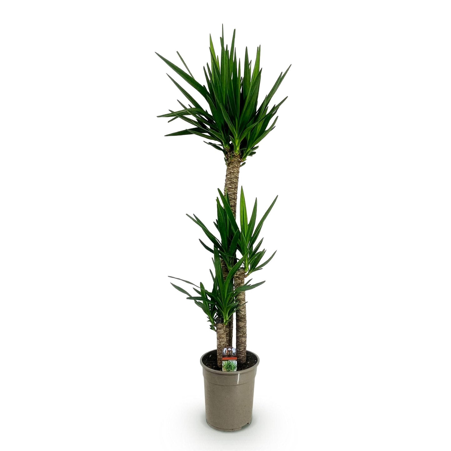 Green boutiQ - Kamerplant - Yucca elephantipes - Yucca - Weinig onderhoud - Groen - 1 - Pot 27cm - Hoogte 170cm